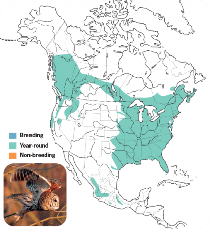 Barred Owl, Range Map, Wild Birds Unlimited, WBU