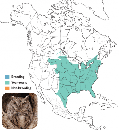 Eastern Screech Owl, Range Map, Wild Birds Unlimited, WBU