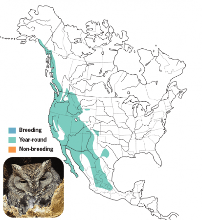 Western Screech Owl, Range Map, Wild Birds Unlimited, WBU