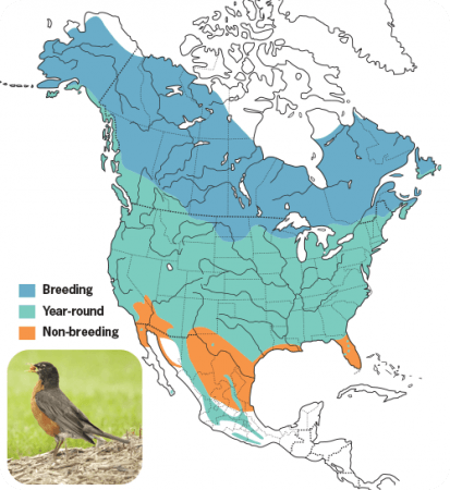 American Robin, Range Map, Wild Birds Unlimited, WBU