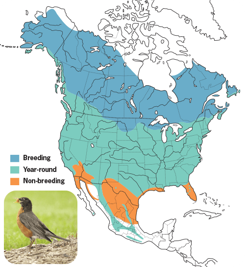 All About Robins and How to Attract Them Wild Birds Unlimited Wild