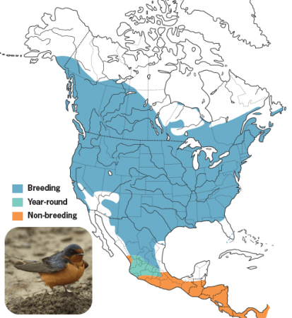 Barn Swallow, Range Map, Wild Birds Unlimited, WBU
