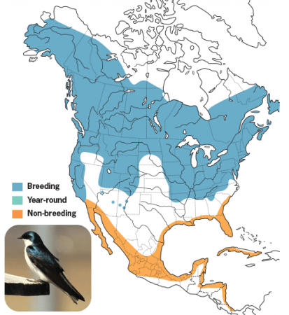 Tree Swallow, Range Map, Wild Birds Unlimited, WBU