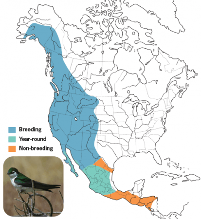 Violet-green Swallow, Range Map, Wild Birds Unlimited, WBU