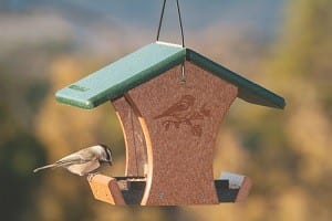 Mountain Chickadee