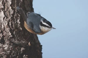 Red-breasted Nuthatch