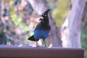 Steller's Jay