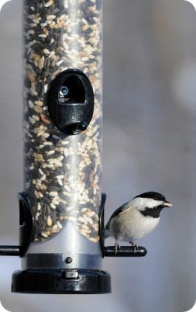 Carolina Chickadee, Chickadees, Snow, Winter, EcoClean Medium Seed Tube Feeder, Feeders, Aspects, Wild Birds Unlimited, WBU