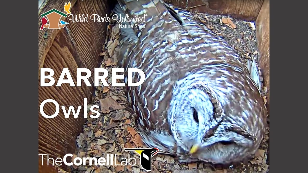 all about birds barred owl