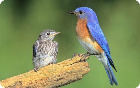 Fledgling, Baby Eastern Bluebird, WBU, Wild Birds Unlimited
