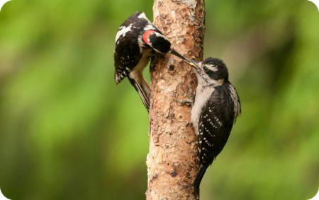 Fledgling, Hairy Woodpecker, WBU, Wild Birds Unlimited