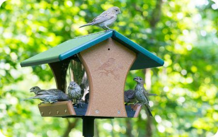 Foundational Bird Feeder, WBU, Wild Birds Unlimited