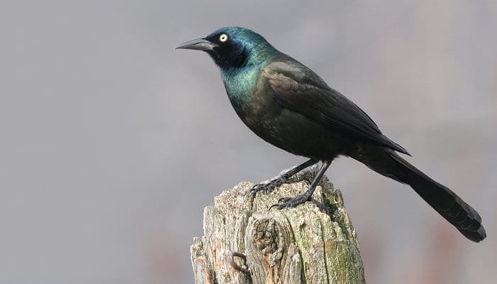 Common Grackle, Bird Photo, Wild Birds Unlimited, WBU