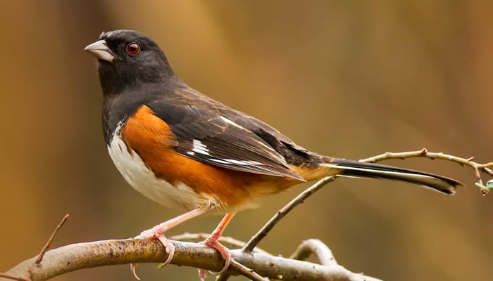 Eastern Towhee, Wild Birds Unlimited, WBU