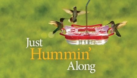 WBU Pagoda Hummingbird Feeder, Ruby-throated Hummingbirds, Just Hummin' Along