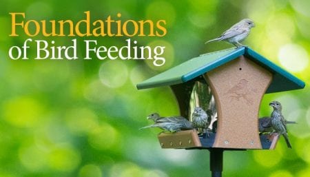 Foundational Feeder, Wild Birds Unlimited