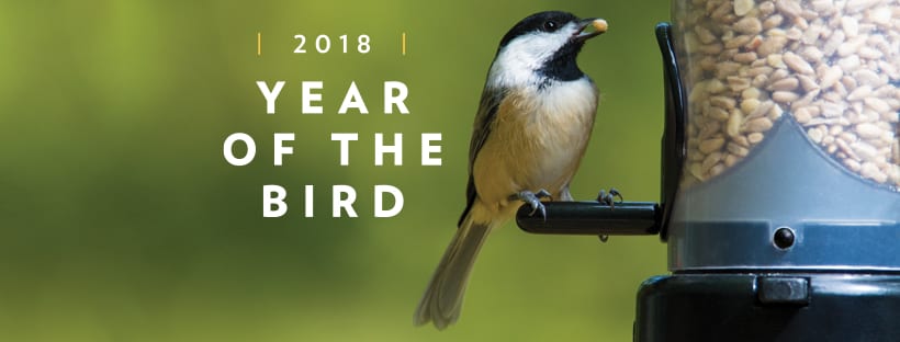 Year of the Bird with Chickadee