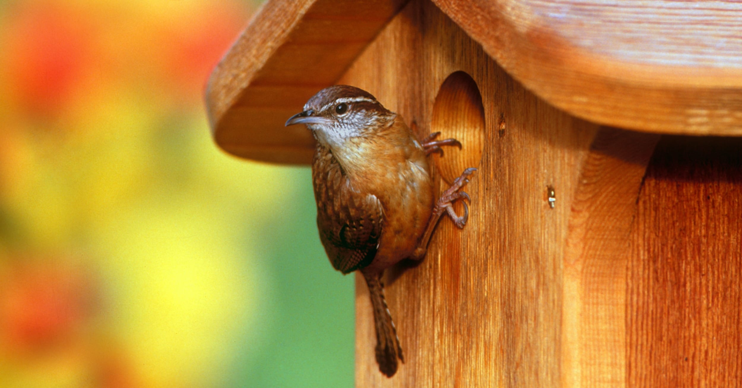2-ways-you-can-help-the-birds-this-nesting-season-wild-birds