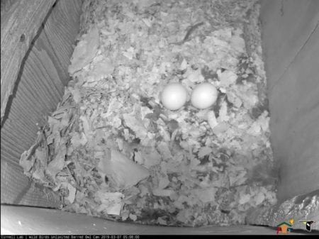 Eggs in nest box 