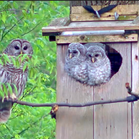 Owlets perching on box with Mama close by