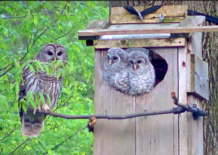 Owlets perching on box with Mama close by