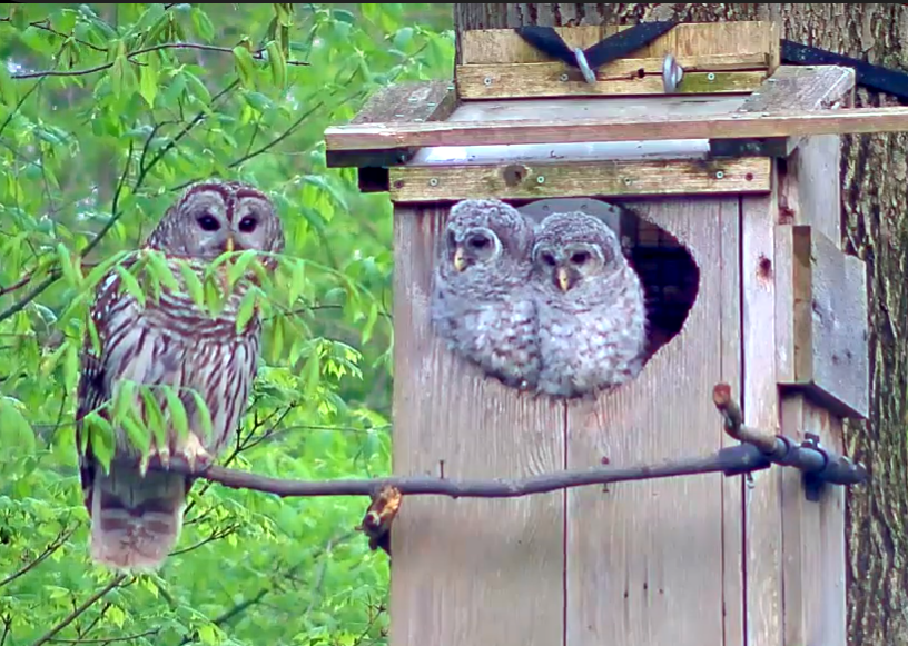 A Look Back on the 2019 Owl Cam Wild Birds Unlimited Wild Birds