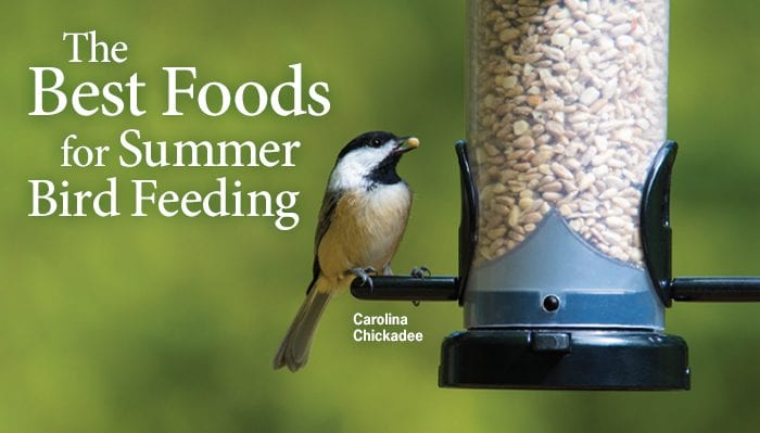Crops And Seed No Waste Bird Seed Tractor Supply