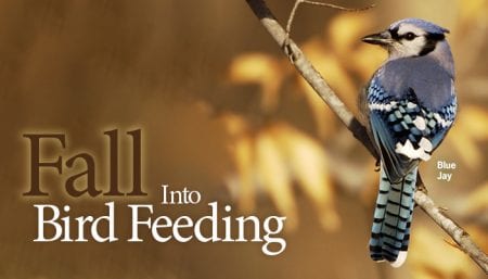 Fall Bird Feeding