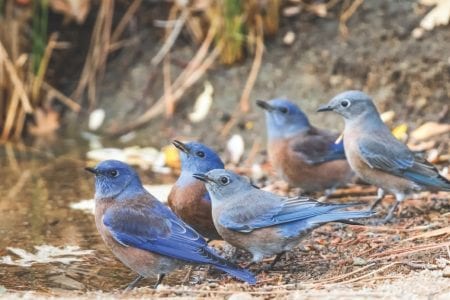 bluebirds