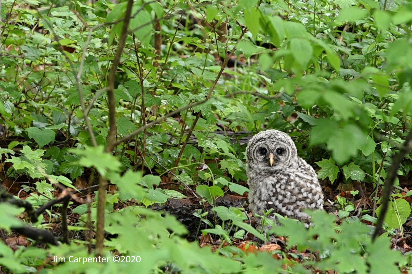 The Seventh Season of the WBU Owl Cam has Concluded Wild Birds
