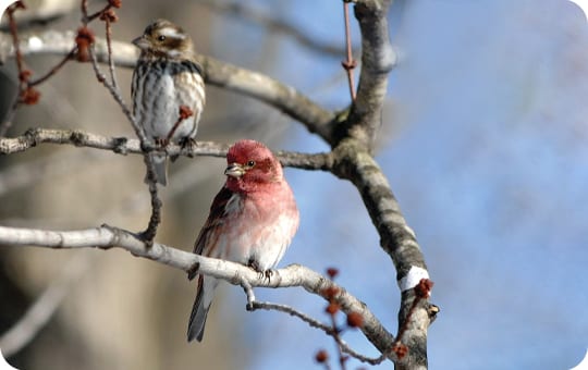 Bird Behavior: Courting & Mating - Wild Birds Unlimited | Wild Birds  Unlimited