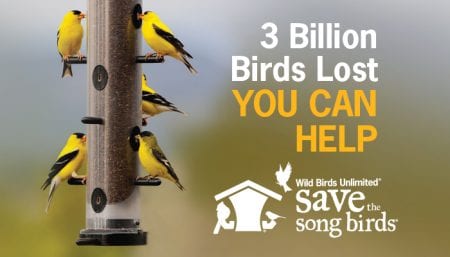 Save the Songbirds