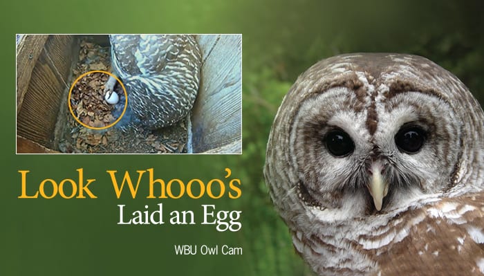 Owl Cam