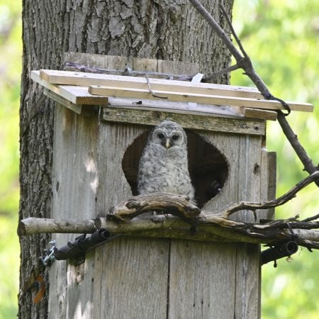 owl with camera