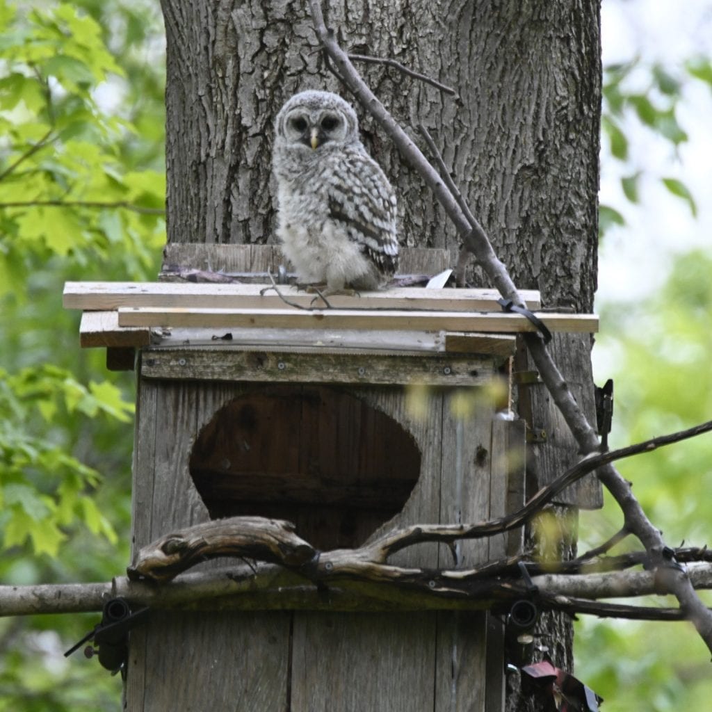 WBU Barred Owl Cam Interior and Exterior Owl Nest Box Camera Views