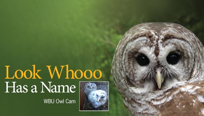 Owlets Named
