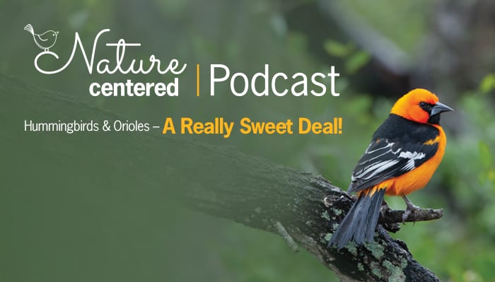 A Sweet Deal Podcast
