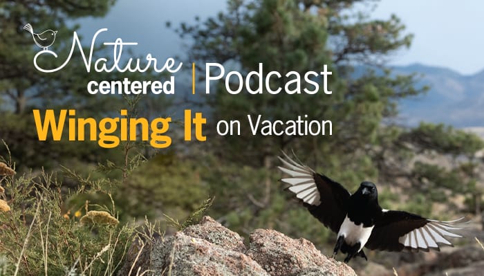 Winging It On Vacation