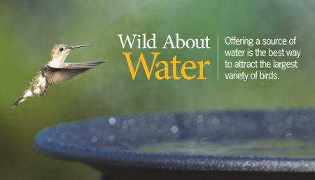 Wild About Water