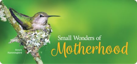 Hummingbirds: The Best Bird Mom Ever!