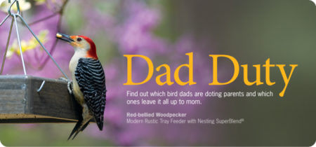Father’s Day is for the Birds!