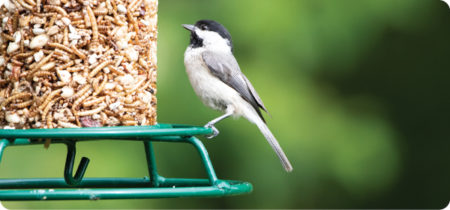 Don’t Stop Now! The Perks of Summer Bird Feeding
