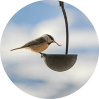 Give Mom Bugs for Birds?